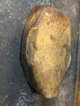 Suzuki Fa 50 Seat Foam. Fixed Price $25.00.