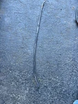 2008 Kawasaki Ninja 250R Starter Choke Cable. Fixed Price $11.85.
